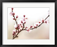 Cherry Blossom Study I Framed Print