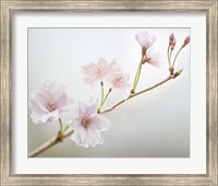 Cherry Blossom Study II Fine Art Print