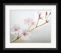 Cherry Blossom Study II Framed Print