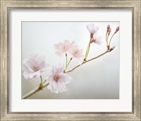 Cherry Blossom Study II Fine Art Print