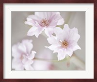 Cherry Blossom Study III Fine Art Print