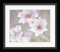 Cherry Blossom Study III Framed Print