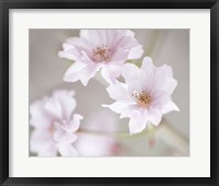 Cherry Blossom Study III Framed Print