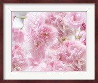 Cherry Blossom Study IV Fine Art Print