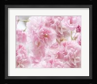 Cherry Blossom Study IV Framed Print