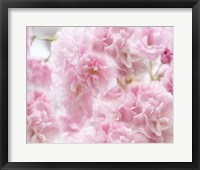Cherry Blossom Study IV Framed Print