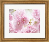 Cherry Blossom Study V Fine Art Print