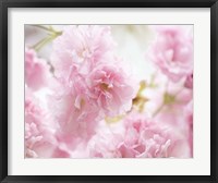 Cherry Blossom Study V Fine Art Print