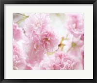Cherry Blossom Study V Framed Print
