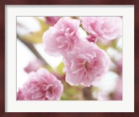 Cherry Blossom Study VI Fine Art Print