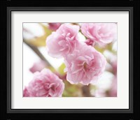 Cherry Blossom Study VI Framed Print