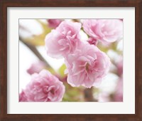 Cherry Blossom Study VI Fine Art Print