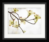 Dogwood Detail I Framed Print