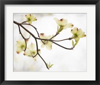 Dogwood Detail I Fine Art Print