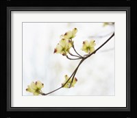 Dogwood Detail II Framed Print