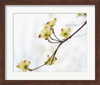 Dogwood Detail II Fine Art Print