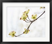 Dogwood Detail II Fine Art Print