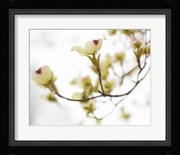Dogwood Detail III Fine Art Print