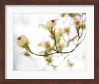 Dogwood Detail III Fine Art Print