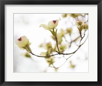 Dogwood Detail III Fine Art Print