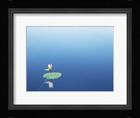 Lilypad I Fine Art Print
