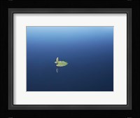 Lilypad II Fine Art Print