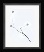 White Buds I Fine Art Print