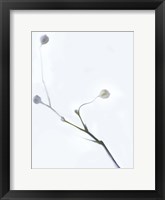 White Buds I Framed Print