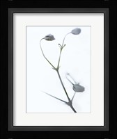 White Buds II Fine Art Print
