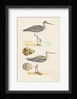 Sandpipers & Eggs I Framed Print