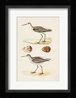 Sandpipers & Eggs II Framed Print