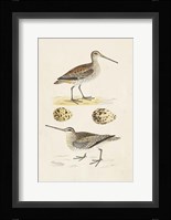 Sandpipers & Eggs III Framed Print