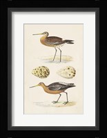 Sandpipers & Eggs IV Framed Print