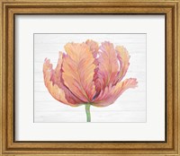 Single Pink Bloom I Fine Art Print