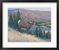 Animals of the West III Framed Print