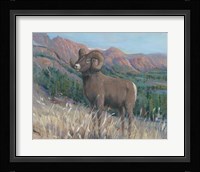 Animals of the West IV Framed Print