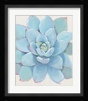 Pastel Succulent I Framed Print