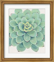 Pastel Succulent III Fine Art Print