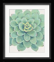 Pastel Succulent III Framed Print