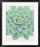 Pastel Succulent III Framed Print