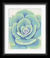 Pastel Succulent IV Framed Print