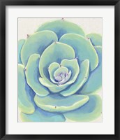 Pastel Succulent IV Framed Print