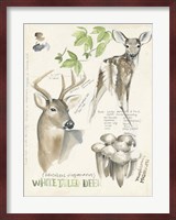 Wildlife Journals IV Fine Art Print