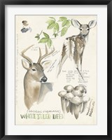 Wildlife Journals IV Fine Art Print