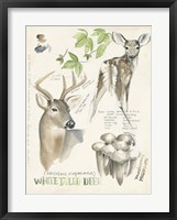 Wildlife Journals IV Framed Print