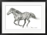 Wild Horse Portrait I Fine Art Print