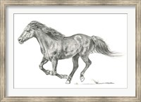 Wild Horse Portrait I Fine Art Print