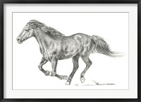 Wild Horse Portrait I Framed Print
