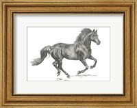 Wild Horse Portrait II Fine Art Print