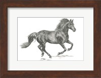 Wild Horse Portrait II Fine Art Print